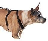 Walkabout Chest Halter (Large Chest 22-38")