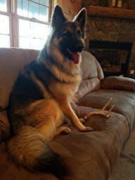 Whitetail Deer Antler Dog Chew, Medium, 8 Inches to 13 Inches Long, Natural, Healthy Long-Lasting Treat. for Medium to Large Size Dogs and Puppies.