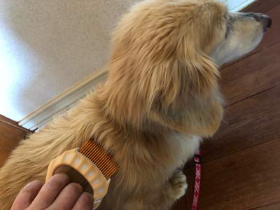 ATOLIB Philocomb E3 Long (in English Package) a Gentle, Flexible, Grooming Comb for Pets with Long Hair.