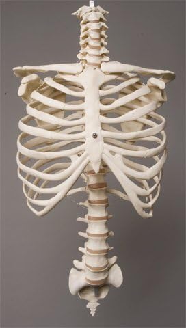 212 Main Rib Cage & Spine