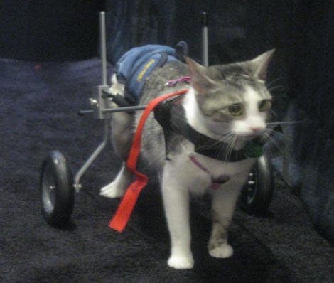 Best Friend Mobility Dog Wheelchair - XX-Small Size