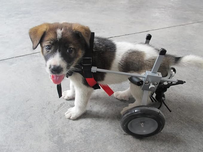 Best Friend Mobility Dog Wheelchair - XX-Small Size