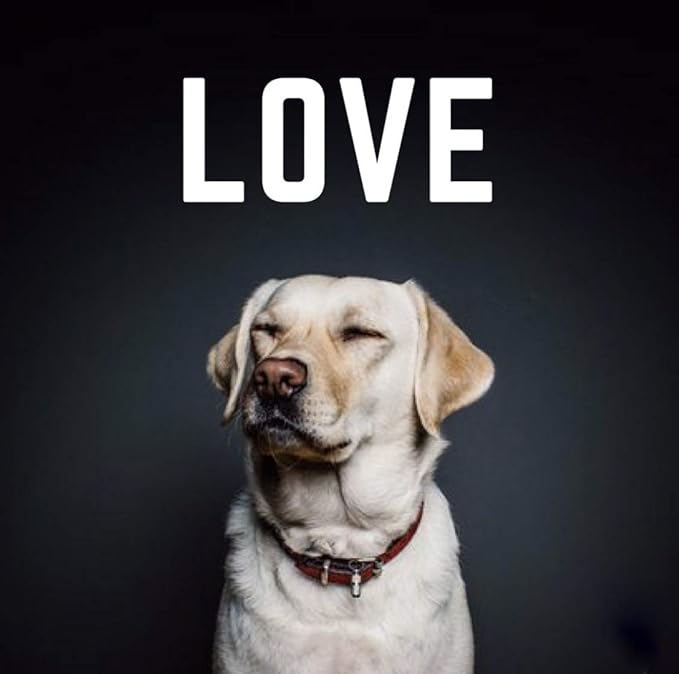 etta says! Pork + Bacon Snack Bars - Premium All Natural Meat Treats for Dogs - Human Grade - Made in The USA (6 Count Pack of 1)