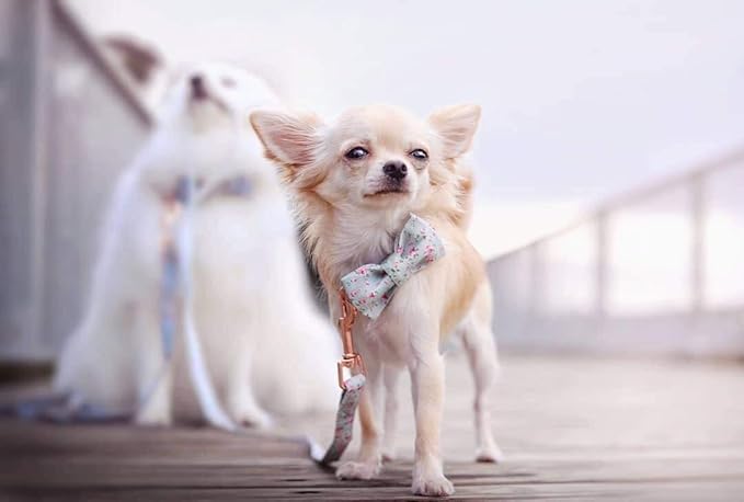 Unique style paws Cotton Dog Collar with Bow Puppy Collar with Green Flower for Small Medium Large Boys Girls Dogs