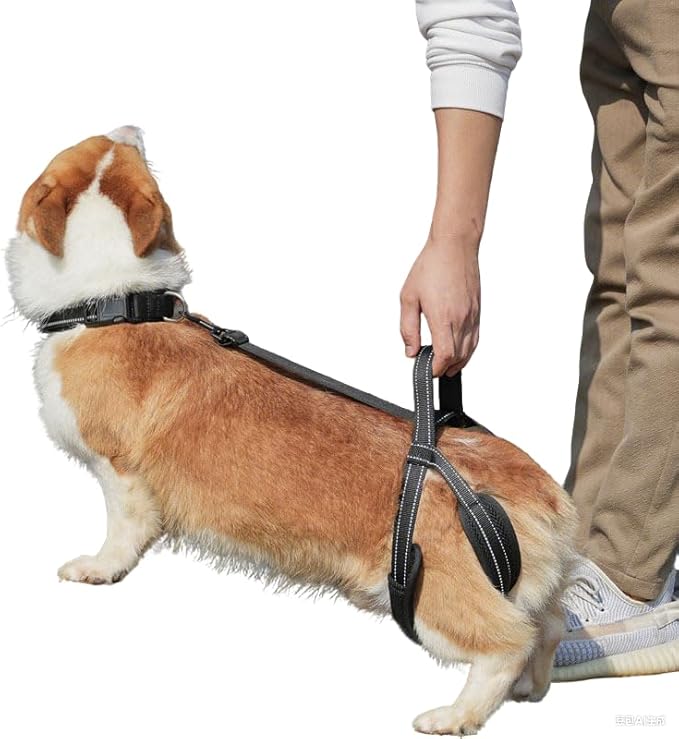 New Upgraded Dog Hind Leg Support Harness, Rear Leg Support Harness - Mobility Aid for Disabled & Paralyzed Pets, Rehabilitation Sling for Hind Leg Assistance (Medium)