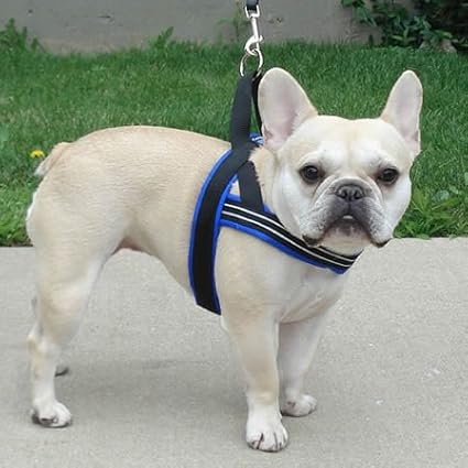 ComfortFlex Sport Dog Harness – No-Choke, Fully Padded, Non-Chafing Harness with Control Handle – Reflective, Lightweight, Adjustable for Active Dogs – Medium, Blue Jay