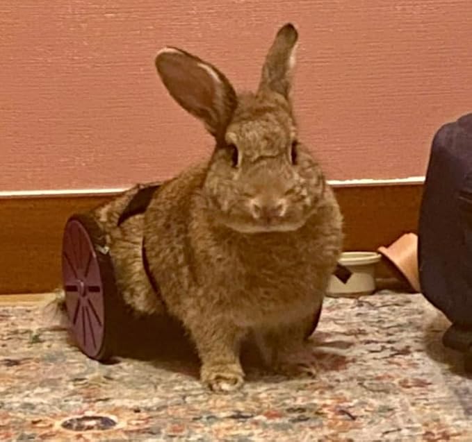 Crispys3DPrinting The Original Rabbit Rover, Rabbit Wheelchair, for Buns That Cant Walk Really Good, Handicaped Animal Mobility Device, NOT A Cheap China RIP-Off, Made in The USA.