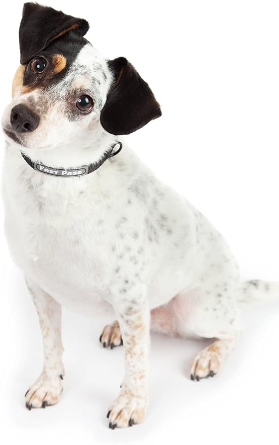 Metal Free Airport Travel Collar Leash Set Designed for Small Pets who fit Under seat of Airplane Metal Free to Speed up The Airport TSA Inspection Process (Small 7-10 inch)