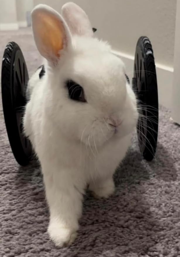 Crispys3DPrinting The Original Rabbit Rover, Rabbit Wheelchair, for Buns That Cant Walk Really Good, Handicaped Animal Mobility Device, NOT A Cheap China RIP-Off, Made in The USA.