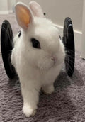 Crispys3DPrinting The Original Rabbit Rover, Rabbit Wheelchair, for Buns That Cant Walk Really Good, Handicaped Animal Mobility Device, NOT A Cheap China RIP-Off, Made in The USA.