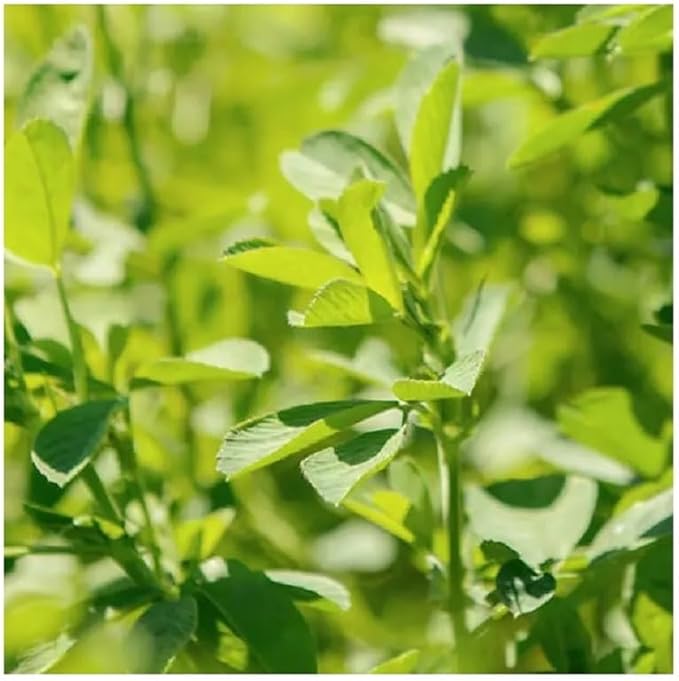 Bunny Honey Bulk Fresh Alfalfa Hay 80oz USDA Organic Alfalfa Hay for Baby Bunnies - Best Cut & Delivered Fresh - Promotes Healthy Digestive Function - 5 Pound
