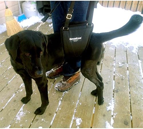 GINGERLEAD Dog Rear Support Sling Harness, M/LG Unisex with Cutout Fits Male & Female Dogs. Padded Hip Lifting Aid Helps Old Pets Walk, K9s Recover from TPLO Surgery. Integrated Leash. Made in U.S.A.