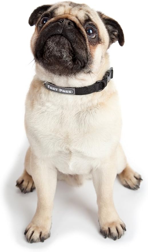 Metal Free Airport Travel Collar Leash Set Designed for Small Pets who fit Under seat of Airplane Metal Free to Speed up The Airport TSA Inspection Process (Small 7-10 inch)