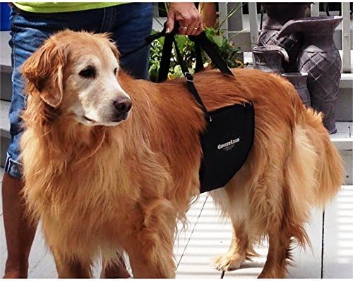 GINGERLEAD Dog Rear Support Sling Harness, M/LG Unisex with Cutout Fits Male & Female Dogs. Padded Hip Lifting Aid Helps Old Pets Walk, K9s Recover from TPLO Surgery. Integrated Leash. Made in U.S.A.