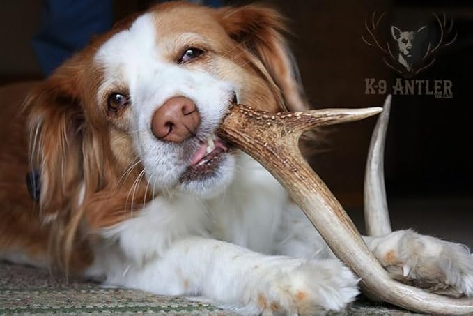 Elk Antlers for Dogs – Large Whole (7.5-9 Inch), Durable Chew for Aggressive Chewers, USA Sourced, Naturally Shed & Ethically Harvested