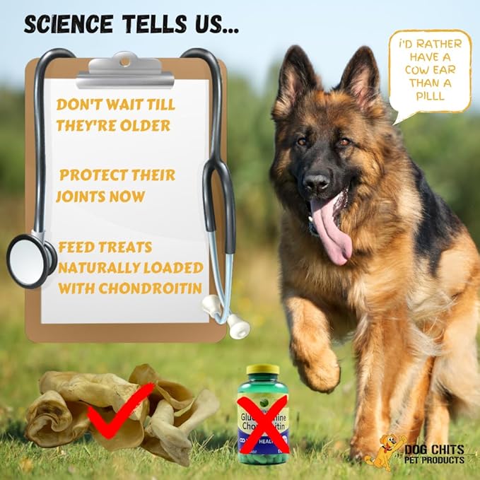Dog Chits Cow Ears for Dogs – All Natural Cow Ear Dog Treats & Training Chews – High Protein, Low Fat – Thick Cut, Full-Sized – Dental Clean Crunch – for Medium & Large Dogs – Extra Large, 10 Pk