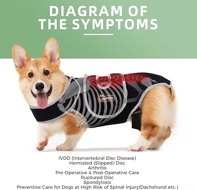 IVDD Dog Back Brace for Dachshunds & Slipped Disc | Post-Surgery Support & Arthritis Relief | Vet-Recommended Back Brace for Dogs | Breathable with Support Rods & Straps (Size L)