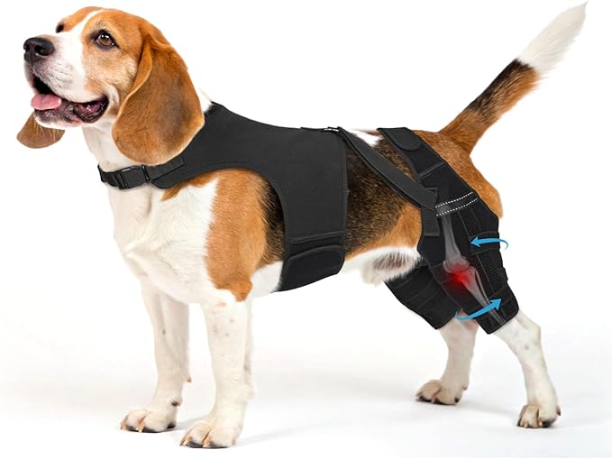 Dog Knee Brace for Torn ACL Hind Leg, Dog Leg Braces Helps with Torn CCL, Luxating Patella, Ligament Injuries, Hip Dysplasia, M