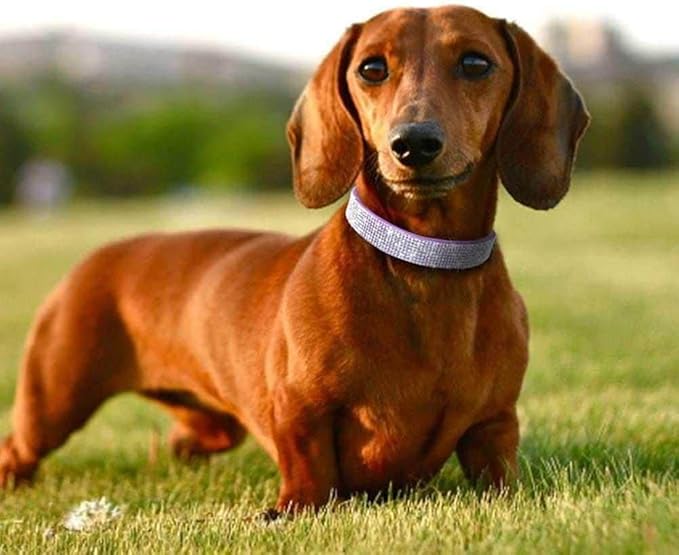 Red Rhinestone Dog Collar with Leash Set with Bow Tie, Bling Cat Collar with Bowtie Crystal Diamond Girl Puppy Collars for XXS Xs Small Medium Large Female Dogs Pet Kitten, S