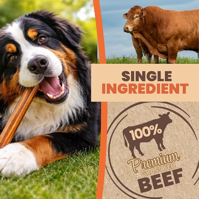 Bully Sticks (6 Inch-10 Pack) | European Quality | Single Ingredient Beef Pizzle Dog Chews | Long Lasting Rawhide Alternative | Small to Medium Dogs