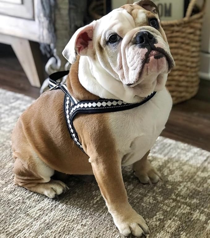 Blueberry Pet 4 Colors Soft & Comfy 3M Reflective Jacquard Padded Dog Harness, Chest Girth 20.5" - 26", Purple Grey, Medium, Adjustable Harnesses for Dogs