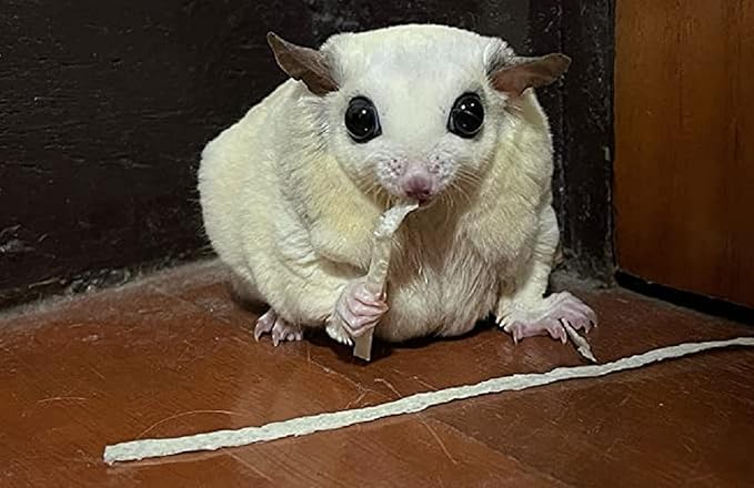 Fish Stick Comber (Big + Standard Bite) - Sugar Glider, Squirrel, Hamster and Small Exotic Pet Treats/Food