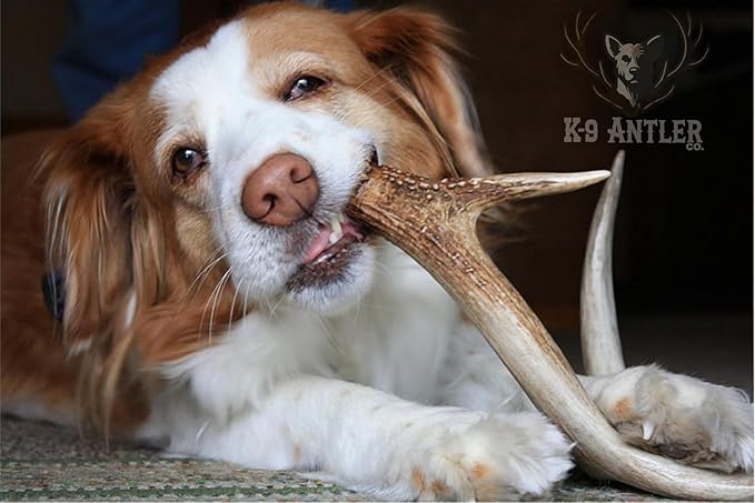 Deer Antlers for Dogs – Extra Large Whole (9-10.5 Inch), Durable Chew for Aggressive Chewers, Naturally Shed in The Wild, Responsibly Gathered in The USA