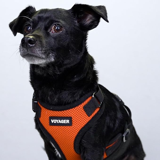 Voyager Step-in Pet Harness - All Weather Mesh, Adjustable Step in Harness for Cats and Dogs by Best Pet Supplies - Orange/Black Trim, XL
