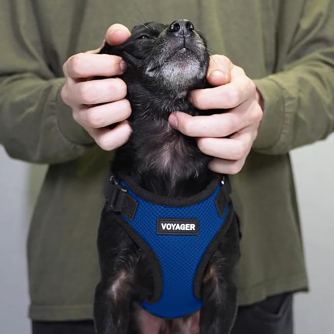 Voyager Step-in Pet Harness - All Weather Mesh, Adjustable Step in Harness for Cats and Dogs by Best Pet Supplies - Royal Blue/Black Trim, L
