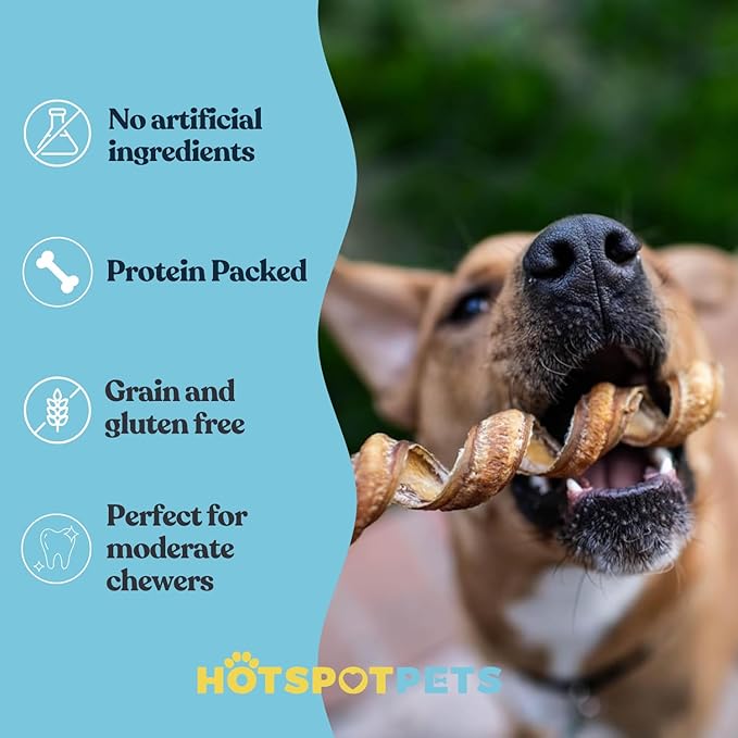 hotspot pets Spring Bully Sticks for Dogs -(6 Pack) Premium All Natural Long Twisted Beef Pizzle Dog Chew Treats - Grain Free Fully Digestible Rawhide Alternative - 6 Inch Sticks