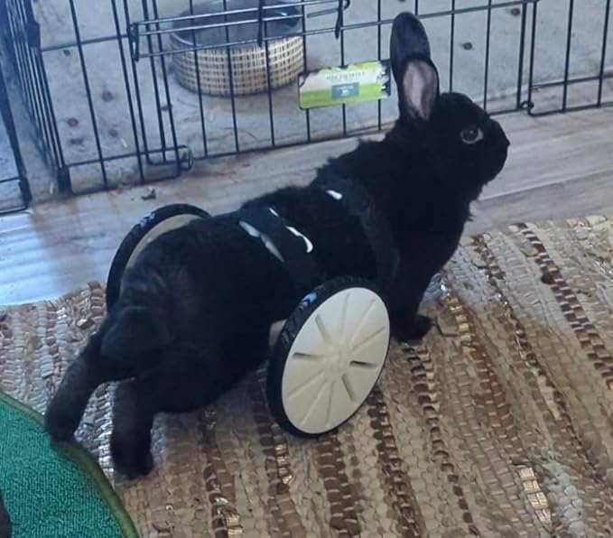 Crispys3DPrinting The Original Rabbit Rover, Rabbit Wheelchair, for Buns That Cant Walk Really Good, Handicaped Animal Mobility Device, NOT A Cheap China RIP-Off, Made in The USA.