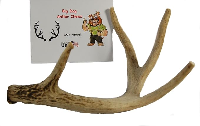 Whitetail Deer Antler Dog Chew, Medium, 8 Inches to 13 Inches Long, Natural, Healthy Long-Lasting Treat. for Medium to Large Size Dogs and Puppies.