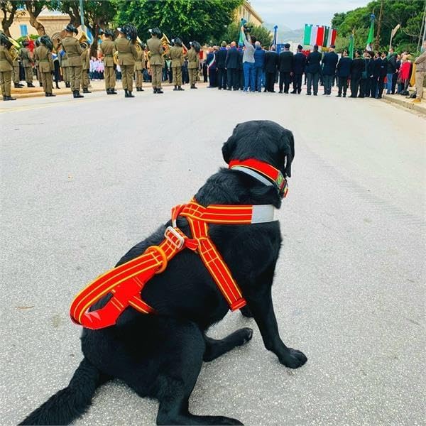 ALP Design Lait Dog Harness, Lightweight Floating Harness for Water Rescue, Training & Mobility Support, High-Strength Nylon, Polyester with Aluminum Buckles & Lifting Handle, Made in Italy