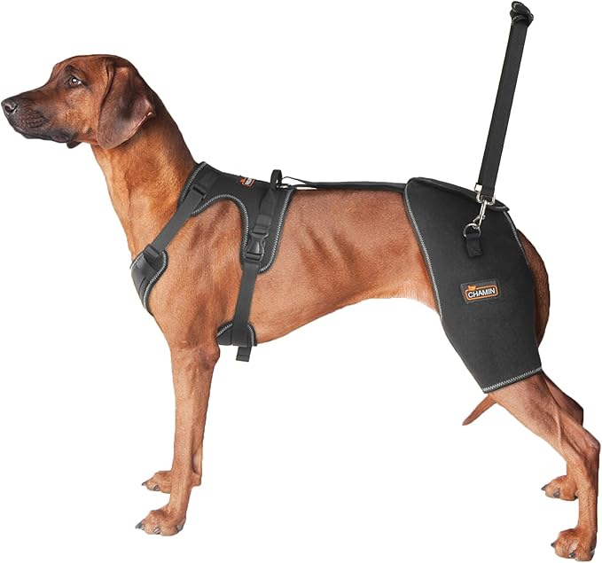 CHAMIN Dog Hip Brace with Back Handheld Design, Support for Hip Dysplasia, Arthritis, Back Leg limping, Reduce Hip Pain & Accelerated Recovery After Surgery etc(Large)