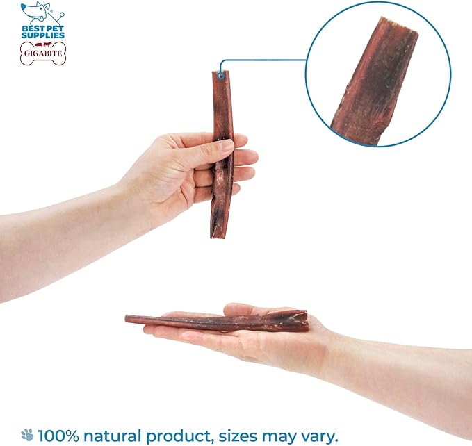 GigaBite Bully Sticks for Dogs All Natural Beef Pizzle Dog Chews, Odor & Rawhide Free Dog Treats, Long Lasting High Protein Chews Digestible Dental Dog Treat - Sticks (Half-cut 6"), Pack of 10