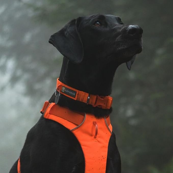 Ruffwear, Front Range Dog Collar, Adjustable Tubelok Webbing, Lightweight, Side Release Buckle, Aluminum V-Ring, Durable for Everyday Use, Blaze Orange, 14"-20"