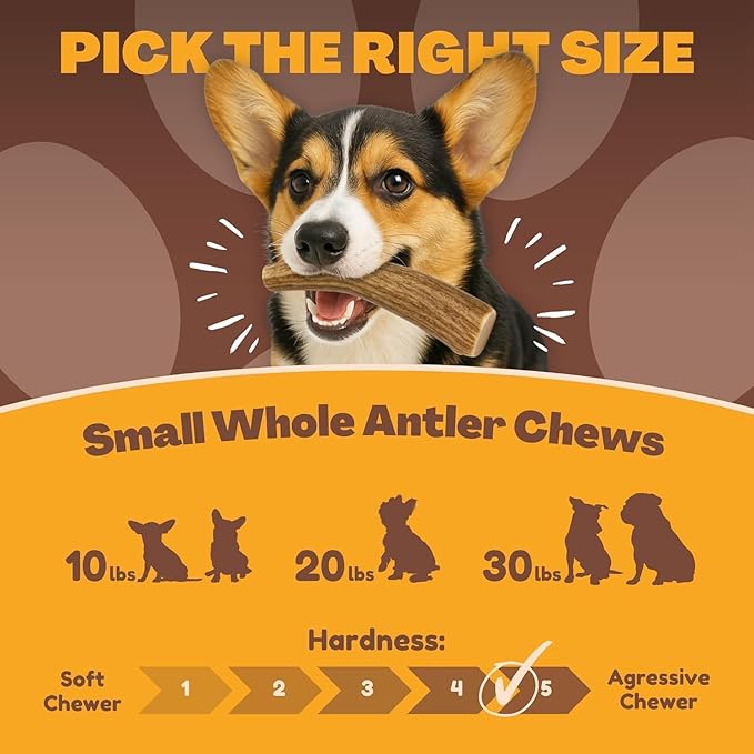 WhiteTail Naturals - Antlers for Small Dogs (3 Pack) Deer Antler Dog Chew Bones for Small Aggressive Chewers - Long Lasting Horn Chew Toys - Naturally Shed