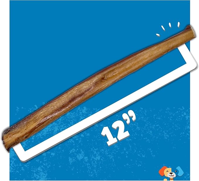 Jack&Pup 12 Inch Bully Sticks for Medium Dogs | Thick Odor Free Bully Sticks Long Lasting | All Natural, 100% Beef Pizzle Sticks (1 Pack)