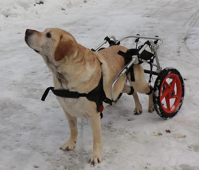 Best Friend Mobility Large Back Leg Dog Wheelchair | 2.0 Design | 2026 Updated Model