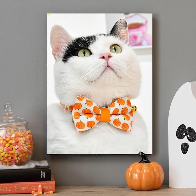 Pumpkin Cat Collar Bow Set, Halloween Accessory, Wedding/Birthday Breakaway Collar Bowtie for Kitten