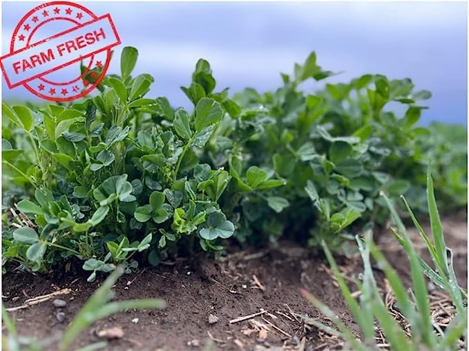 Bunny Honey Bulk Fresh Alfalfa Hay 80oz USDA Organic Alfalfa Hay for Baby Bunnies - Best Cut & Delivered Fresh - Promotes Healthy Digestive Function - 5 Pound