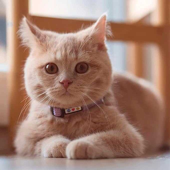 Pawtitas Reflective Brown Cat Collar with Safety Buckle and Removable Bell for Kitten and Cats Marsala