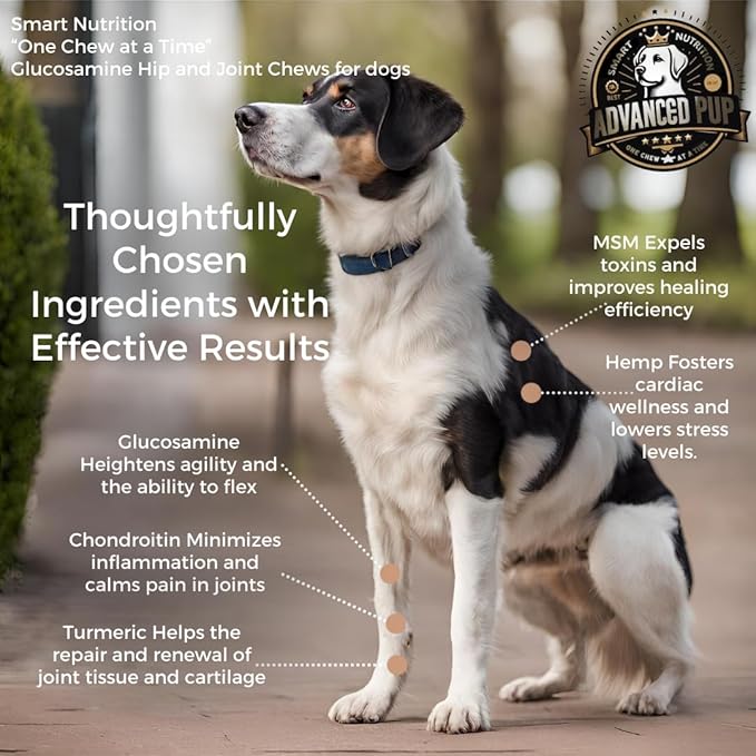 AdvancedPUP Dog Hip and Joint Supplement Chews – Glucosamine, Chondroitin, MSM & Turmeric – Mobility & Joint Support for Dogs – Bacon Flavor Soft Chews – 90 Count – Made in USA