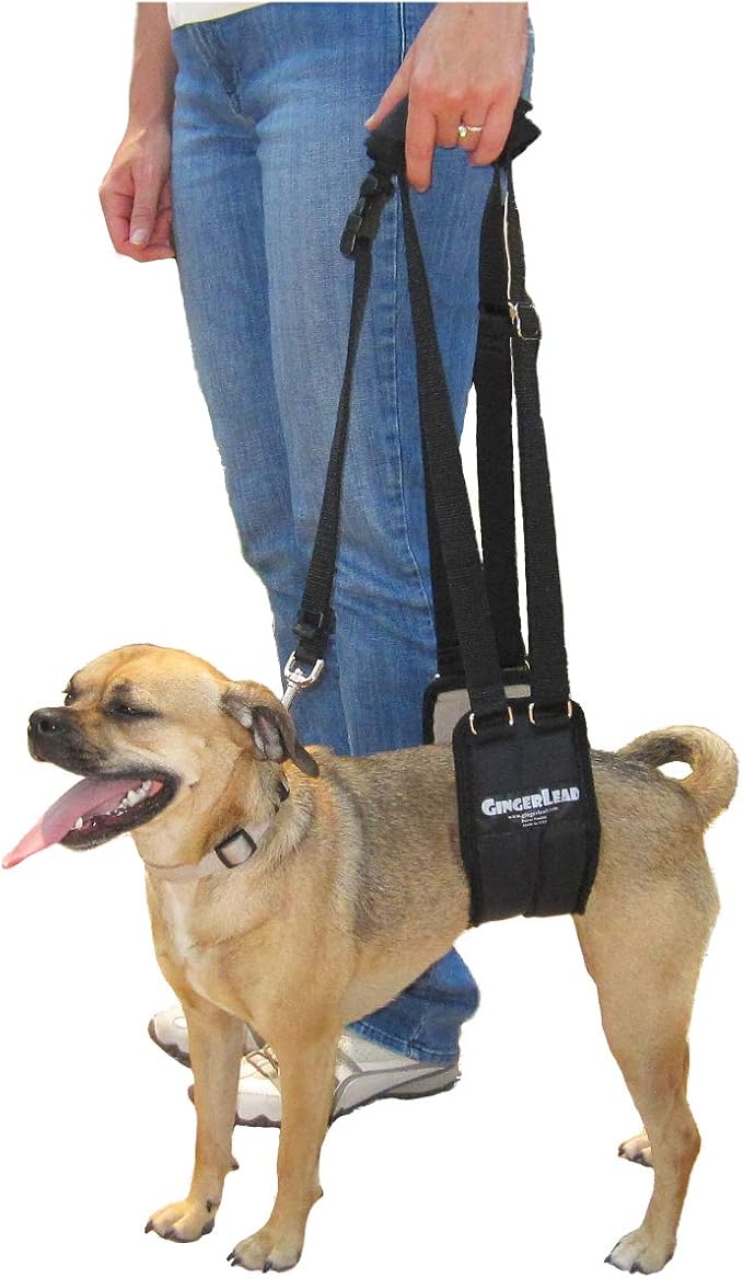 GINGERLEAD Dog Sling Support Harness, SM Female fits Small to Medium Size Pets or Larger Barrel Chested Dogs Like Boxers or Bullies. Padded Rear Lifting Aid with Leash. Made in U.S.A.