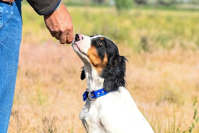 The Wild Bone Company Quail Jerky Dog Treats | Natural High Protein Chewy Training Bits | Made in the USA, 2 Ounces