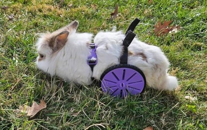 Crispys3DPrinting The Original Rabbit Rover, Rabbit Wheelchair, for Buns That Cant Walk Really Good, Handicaped Animal Mobility Device, NOT A Cheap China RIP-Off, Made in The USA.