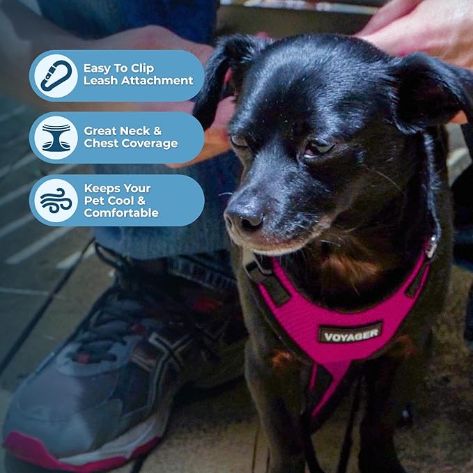 Best Pet Supplies Voyager Step-in Lock Pet Harness w Reflective Pet Leash Combo Set with Neoprene Handle 5ft - Supports Small, Medium and Large Breed Puppies/Cats - Fuchsia/Black Trim Set, L