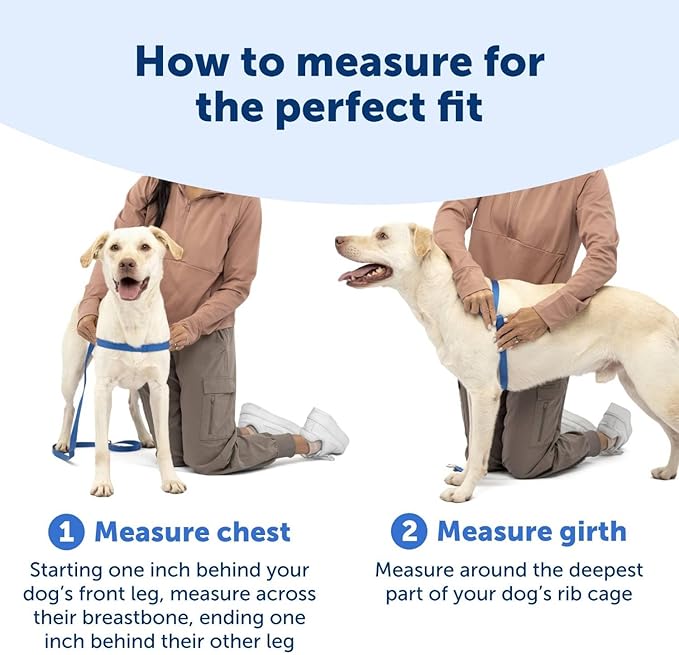 PetSafe Easy Walk No-Pull Dog Harness - The Ultimate Harness to Help Stop Pulling - Take Control & Teach Better Leash Manners - Helps Prevent Pets Pulling on Walks, Petite, Black/Silver