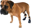 WALKABOUT™ Toe'sUP Anti-Knuckling Aid | Supportive 2-in-1 Dog Boot and Paracord Solution for Paw and Pad Protection | Rapid Pain Relief & Corrective Leg Support for Scraping Dragging Injuries (ML)