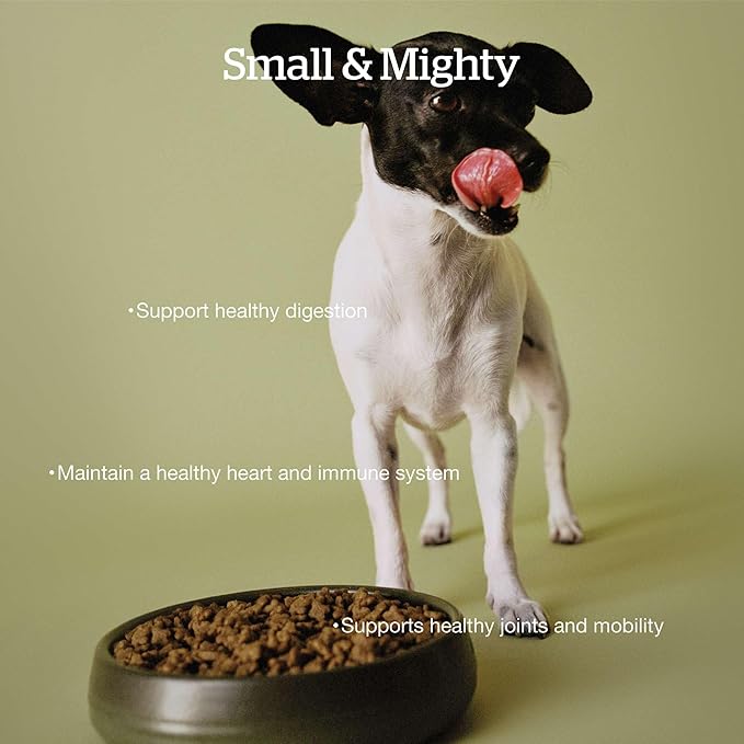 Now Fresh Grain-Free Small Breed Senior Dry Dog Food with Turkey, Salmon & Duck, Premium Kibble with Real Poultry & Fish, Chicken-Free, Added Glucosamine & Chondroitin for Healthy Joints, 6 lb Bag